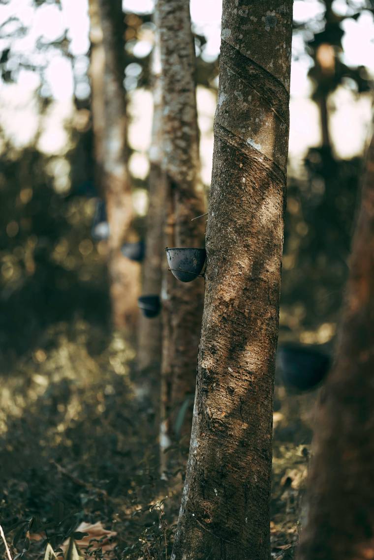 Rubberwood: hout voor een scherpe prijs Rubberwood van Erperium